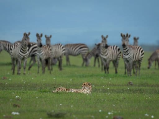 Mara Naboisho Conservancy