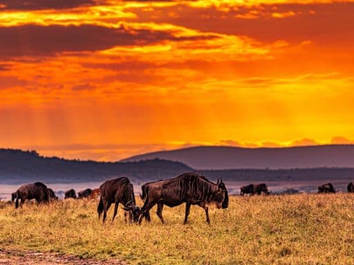 Masai Mara National Reserve