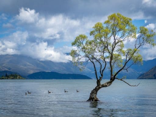 That Wanaka Tree