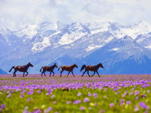 NORTHERN XINJIANG + AMAZING SILKROAD