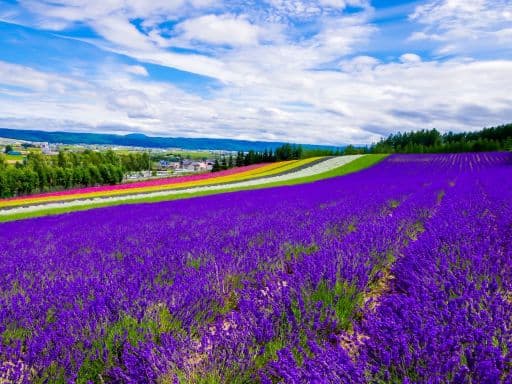 HOKKAIDO SUMMER BREEZE